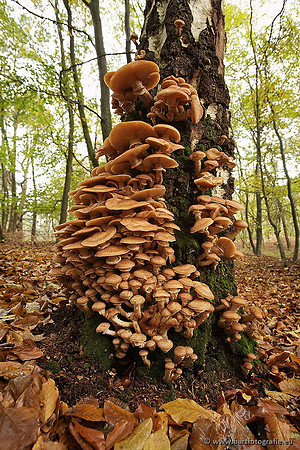 Paddenstoelen, Bart Fotografie-0317