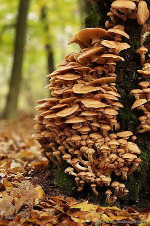 Paddenstoelen, Bart Fotografie-0318