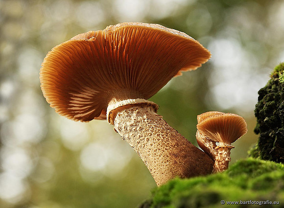 Paddenstoelen, Bart Fotografie-0319