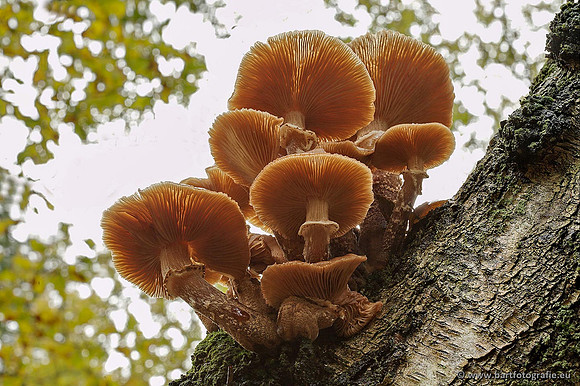 Paddenstoelen, Bart Fotografie-0320