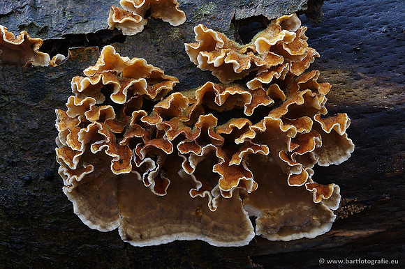 Paddenstoelen, Bart Fotografie-0322