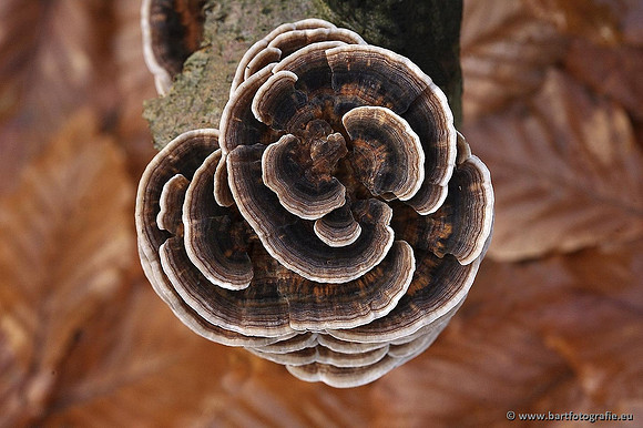 Paddenstoelen, Bart Fotografie-0321