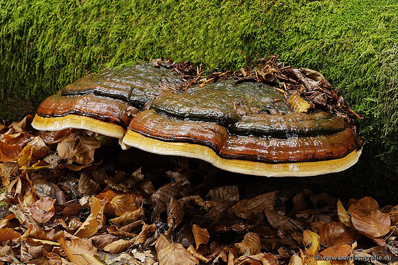 Paddenstoelen, Bart Fotografie-0323