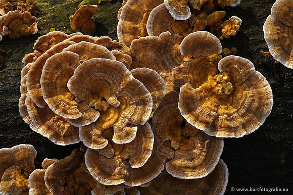 Paddenstoelen, Bart Fotografie-0324