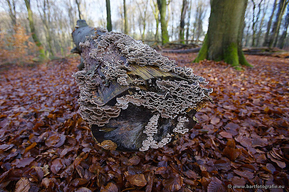 Paddenstoelen, Bart Fotografie-0325