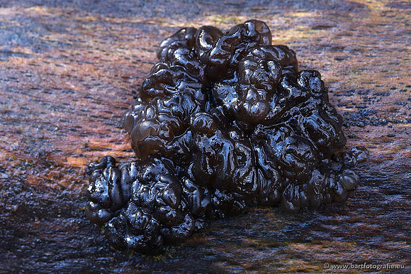 Paddenstoelen, Bart Fotografie-0326