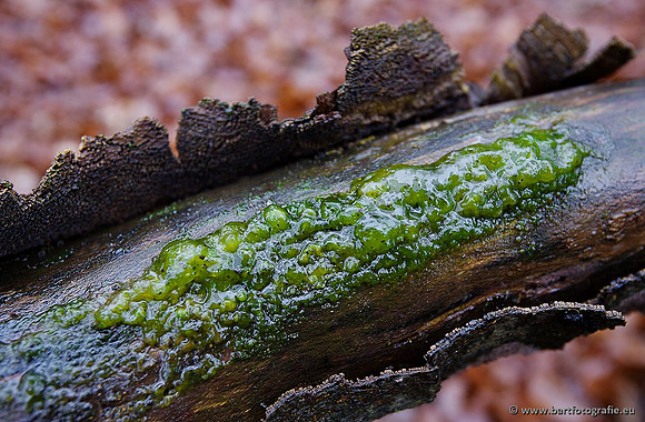 Paddenstoelen, Bart Fotografie-0327