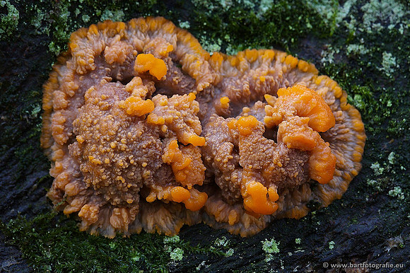 Paddenstoelen, Bart Fotografie-0328