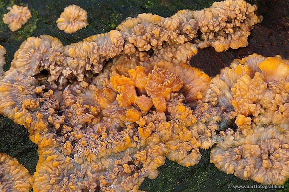 Paddenstoelen, Bart Fotografie-0329