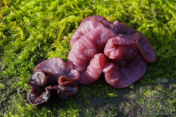 Paddenstoelen, Bart Fotografie-0331