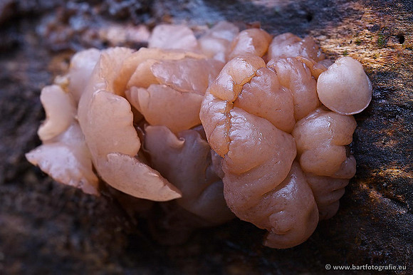 Paddenstoelen, Bart Fotografie-0333
