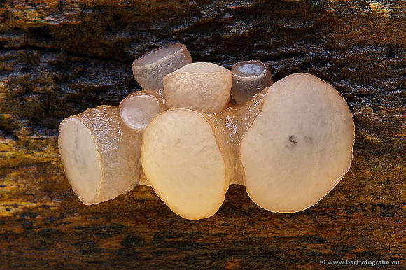 Paddenstoelen, Bart Fotografie-0334