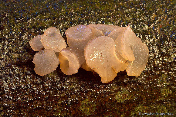 Paddenstoelen, Bart Fotografie-0335