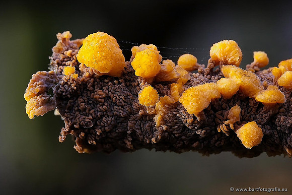 Paddenstoelen, Bart Fotografie-0336