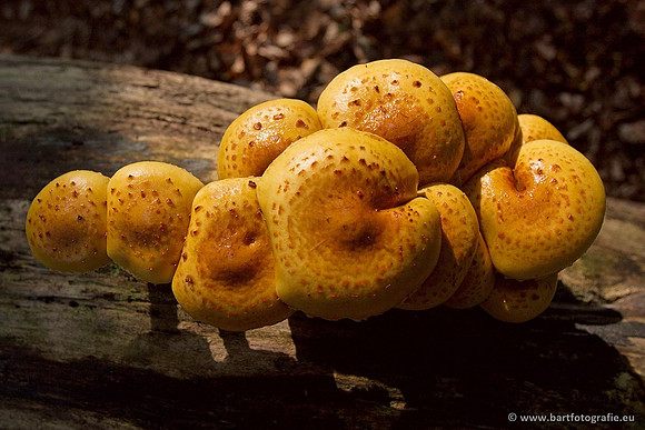 Paddenstoelen, Bart Fotografie-0338