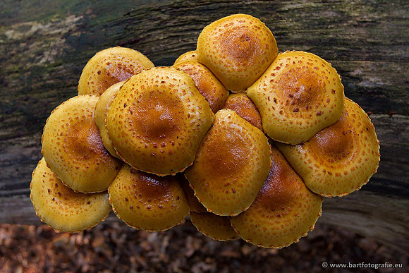 Paddenstoelen, Bart Fotografie-0337