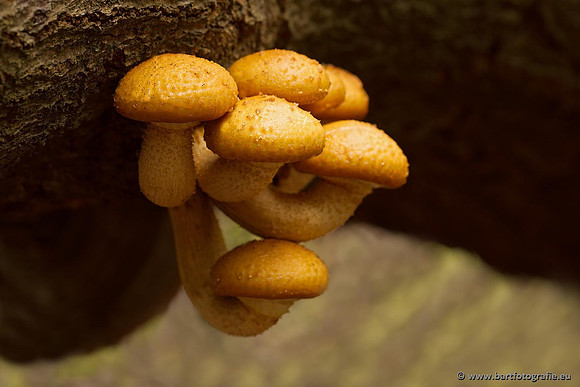 Paddenstoelen, Bart Fotografie-0339