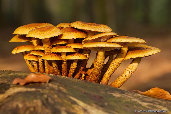 Paddenstoelen, Bart Fotografie-0340