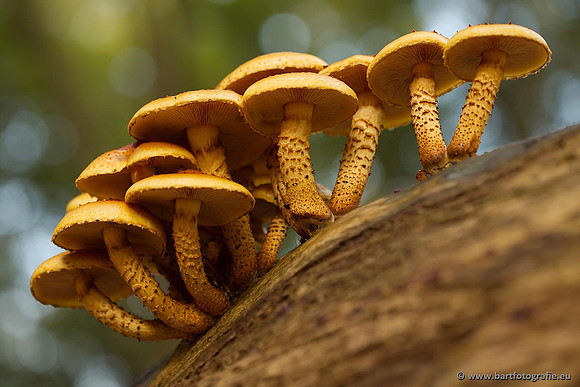 Paddenstoelen, Bart Fotografie-0341