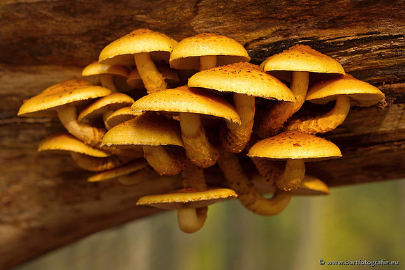 Paddenstoelen, Bart Fotografie-0342