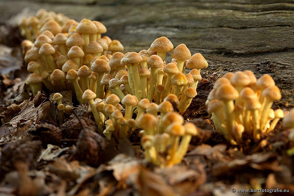 Paddenstoelen, Bart Fotografie-0343