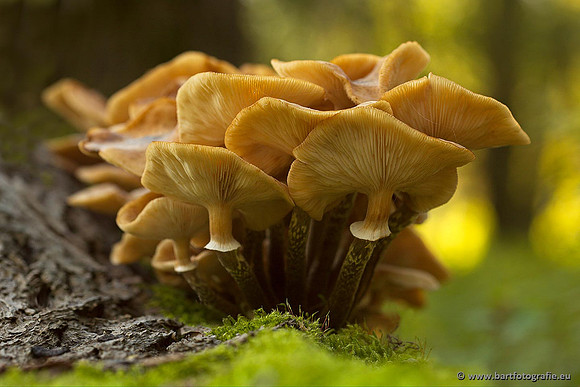 Paddenstoelen, Bart Fotografie-0344