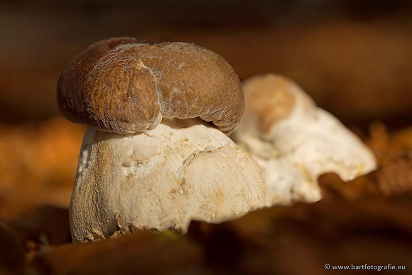 Paddenstoelen, Bart Fotografie-0346