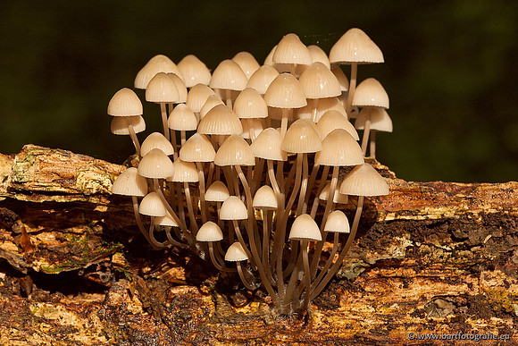 Paddenstoelen, Bart Fotografie-0348