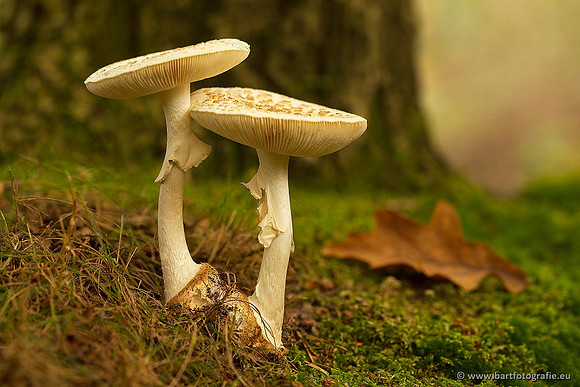 Paddenstoelen, Bart Fotografie-0347