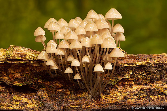 Paddenstoelen, Bart Fotografie-0349