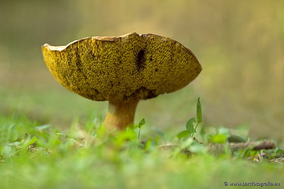 Paddenstoelen, Bart Fotografie-0350