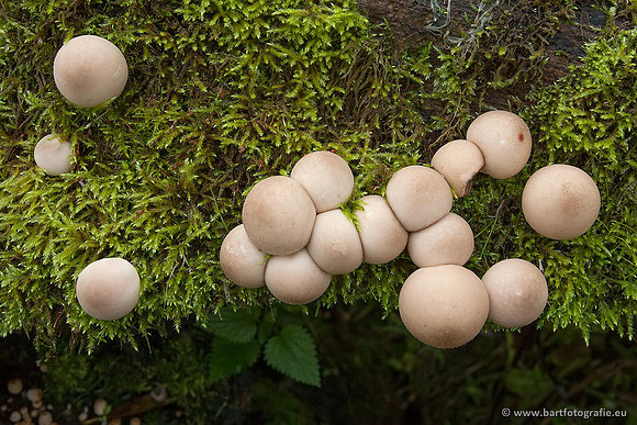 Paddenstoelen, Bart Fotografie-0351