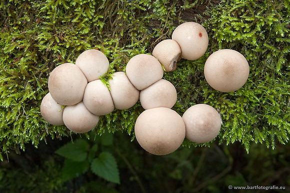 Paddenstoelen, Bart Fotografie-0352
