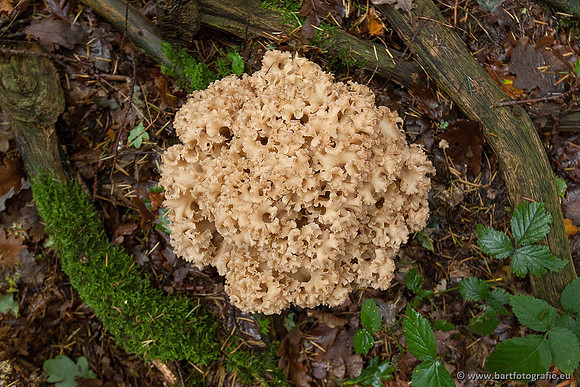 Paddenstoelen, Bart Fotografie-0353