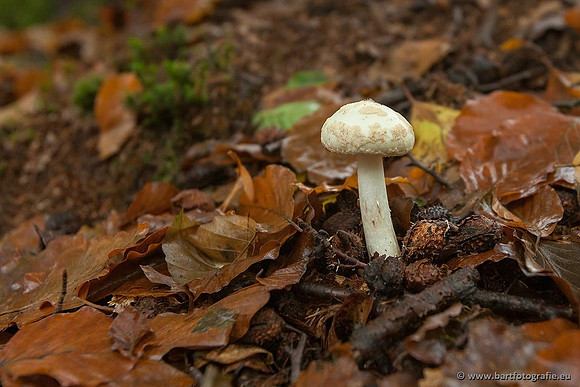 Paddenstoelen, Bart Fotografie-0354