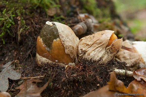 Paddenstoelen, Bart Fotografie-0355