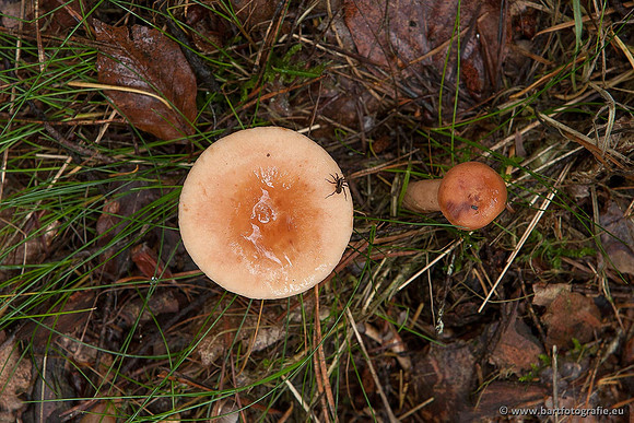 Paddenstoelen, Bart Fotografie-0356