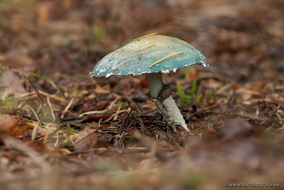 Paddenstoelen, Bart Fotografie-0358