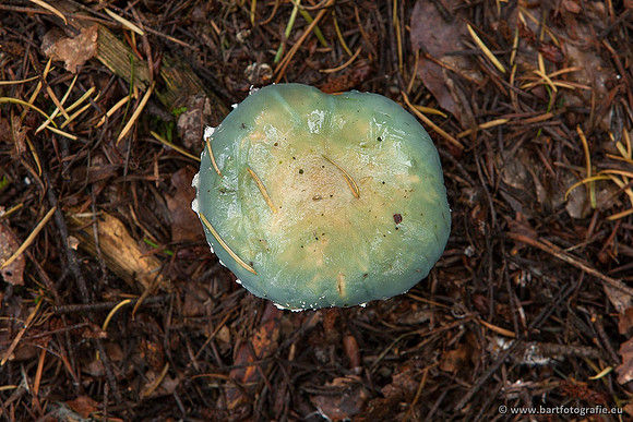 Paddenstoelen, Bart Fotografie-0357