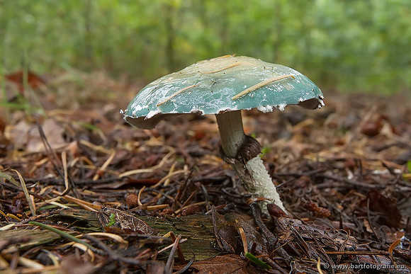 Paddenstoelen, Bart Fotografie-0359