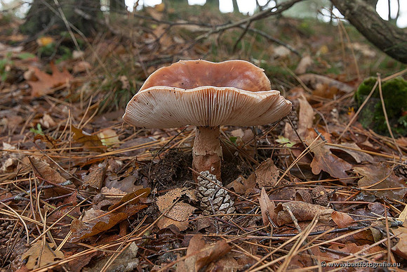 Paddenstoelen, Bart Fotografie-0360