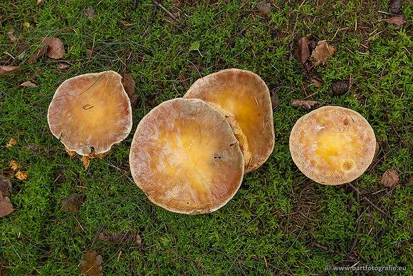 Paddenstoelen, Bart Fotografie-0361