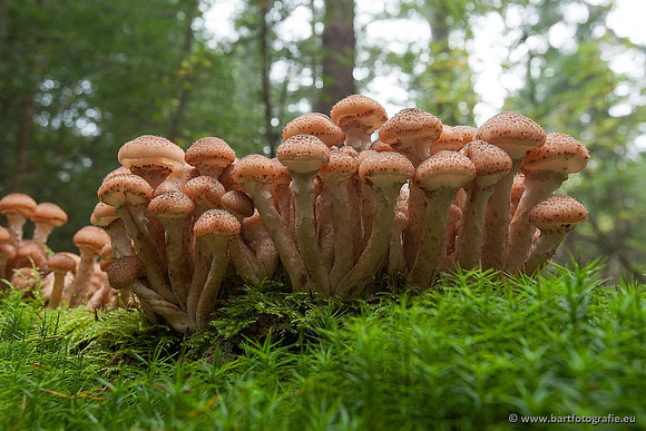 Paddenstoelen, Bart Fotografie-0362