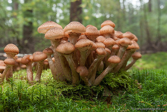Paddenstoelen, Bart Fotografie-0363