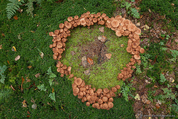 Paddenstoelen, Bart Fotografie-0364