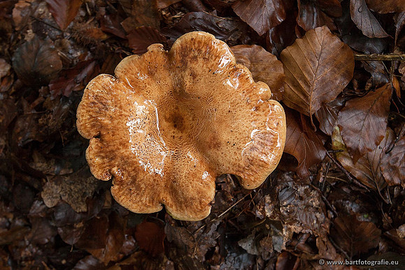 Paddenstoelen, Bart Fotografie-0365