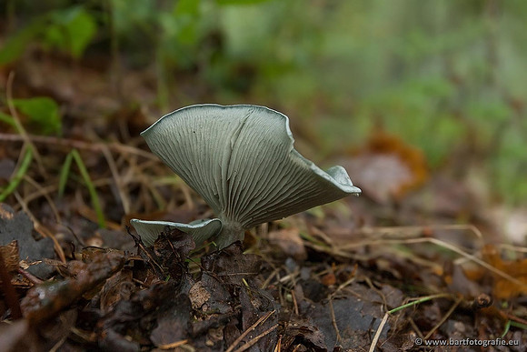 Paddenstoelen, Bart Fotografie-0366