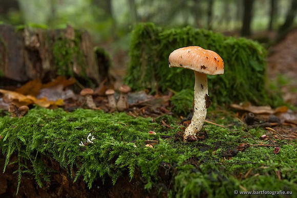 Paddenstoelen, Bart Fotografie-0367