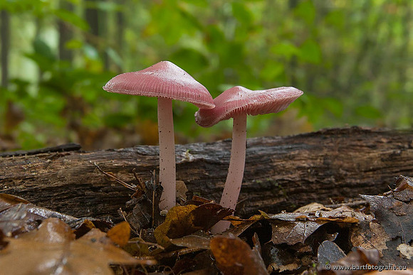 Paddenstoelen, Bart Fotografie-0368