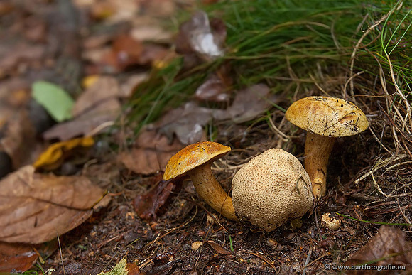 Paddenstoelen, Bart Fotografie-0369